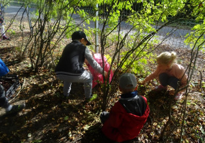 Dzieci zbierają kasztany pomiędzy młodymi drzewami.